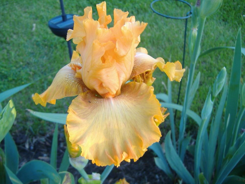 Photo of Tall Bearded Iris (Iris 'Brilliance') uploaded by tveguy3