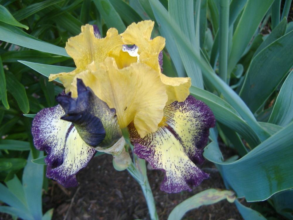 Photo of Tall Bearded Iris (Iris 'Aggressively Forward') uploaded by tveguy3