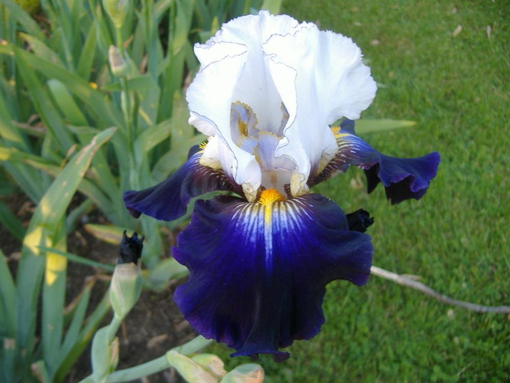 Photo of Tall Bearded Iris (Iris 'Grace upon Grace') uploaded by tveguy3