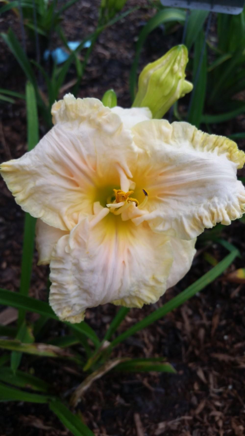 Photo of Daylily (Hemerocallis 'Angelic Grace') uploaded by value4dollars