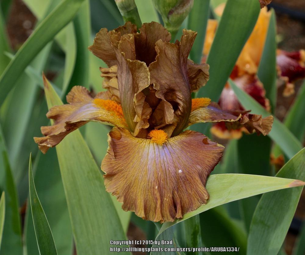 Photo of Tall Bearded Iris (Iris 'Cow Patty') uploaded by ARUBA1334