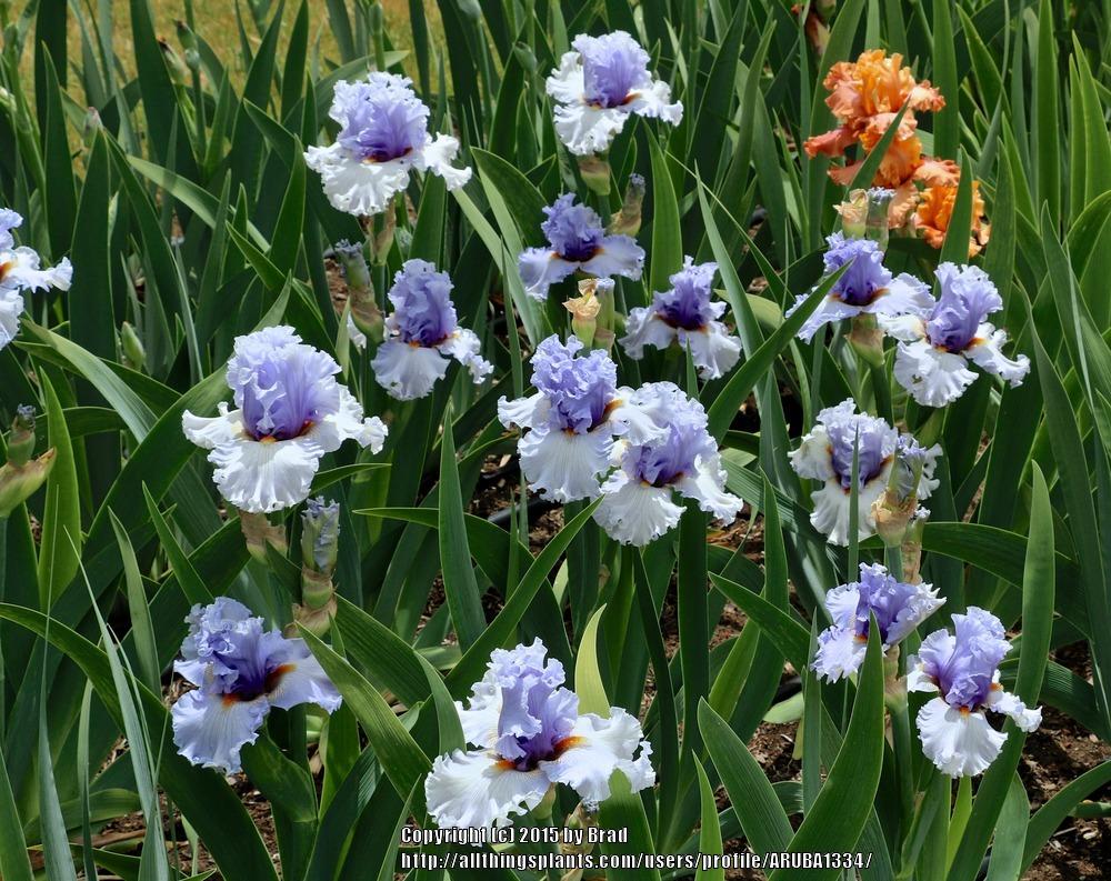 Photo of Tall Bearded Iris (Iris 'Gorgeous Is') uploaded by ARUBA1334