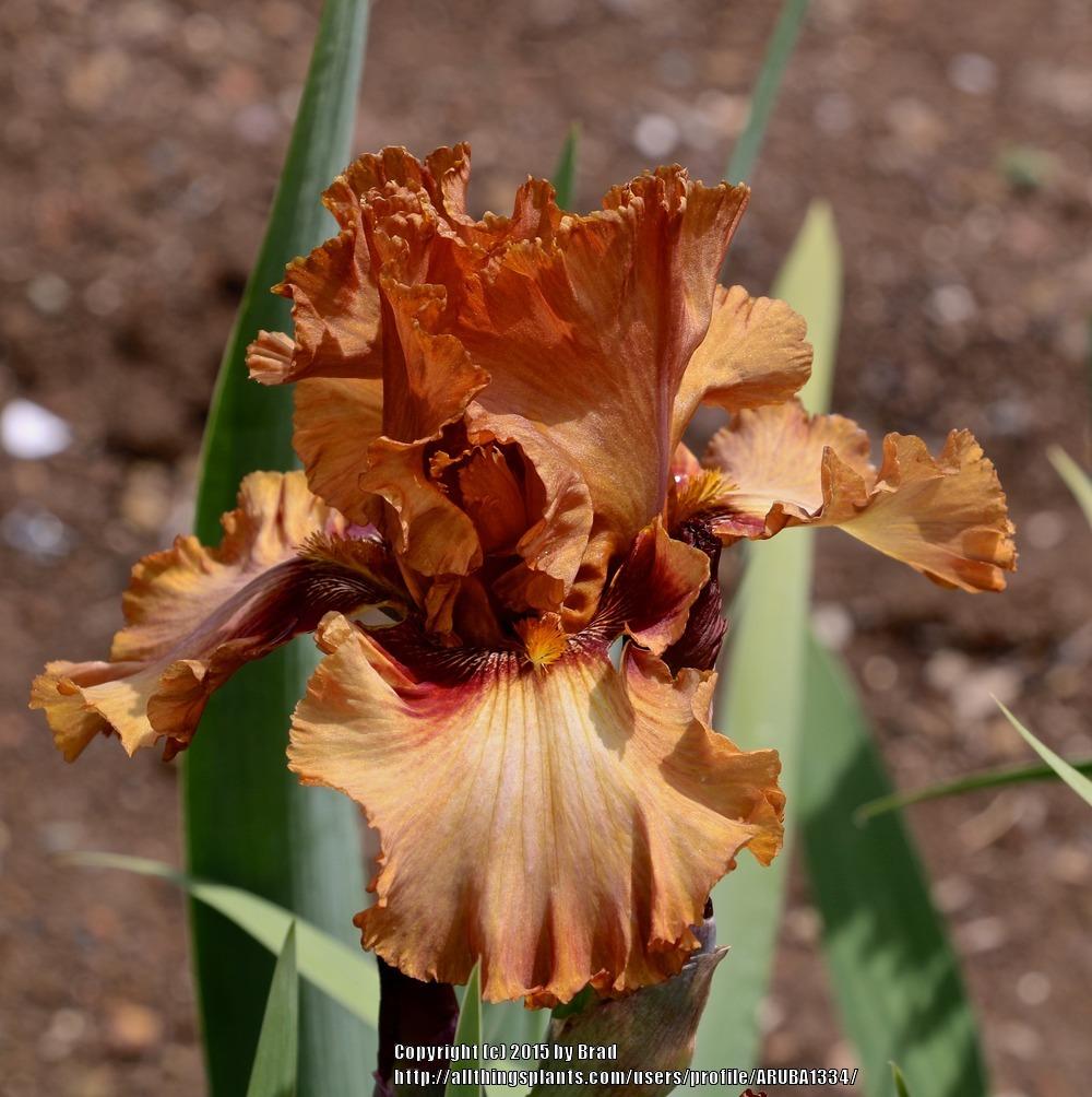 Photo of Tall Bearded Iris (Iris 'Touch of Mahogany') uploaded by ARUBA1334