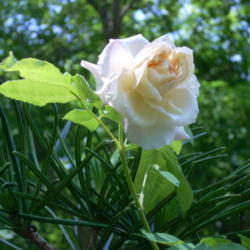 Location: my garden
Date: May 27, 2015
Rose 'Celine Forestier' in z7 Maryland w/no spraying