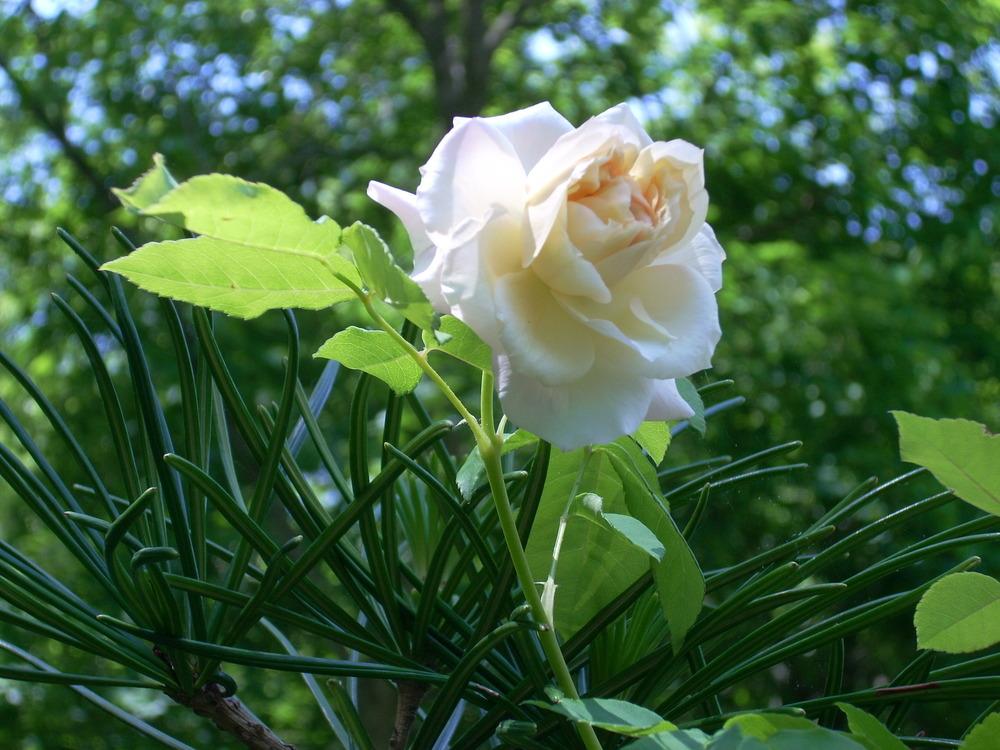 Photo of Rose (Rosa 'Celine Forestier') uploaded by Bluespiral