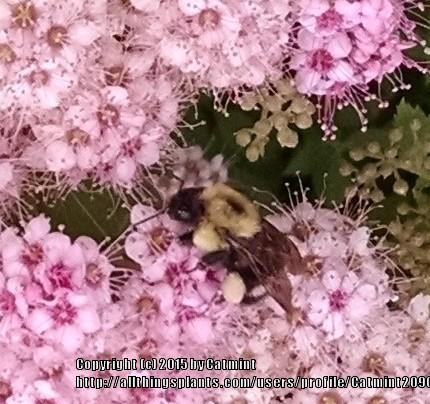 Photo of Japanese Spirea (Spiraea japonica 'Little Princess') uploaded by Catmint20906