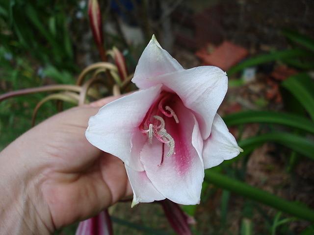 Photo of Crinum 'Milk and Wine' uploaded by Kabby