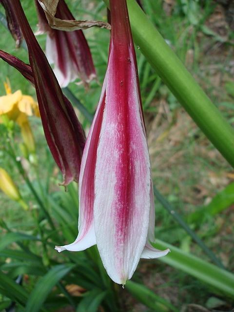 Photo of Crinum 'Milk and Wine' uploaded by Kabby