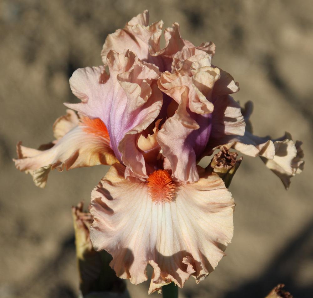 Photo of Tall Bearded Iris (Iris 'Pretty as a Picture') uploaded by Snork