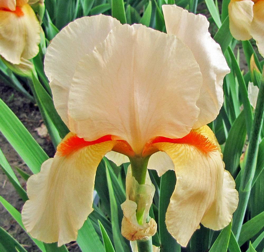 Photo of Tall Bearded Iris (Iris 'Shepherd's Delight') uploaded by TBGDN