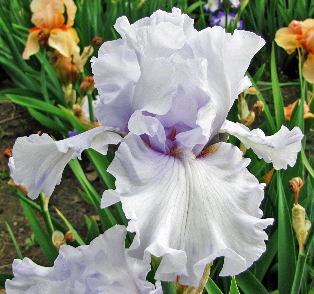 Photo of Tall Bearded Iris (Iris 'Silverado') uploaded by TBGDN