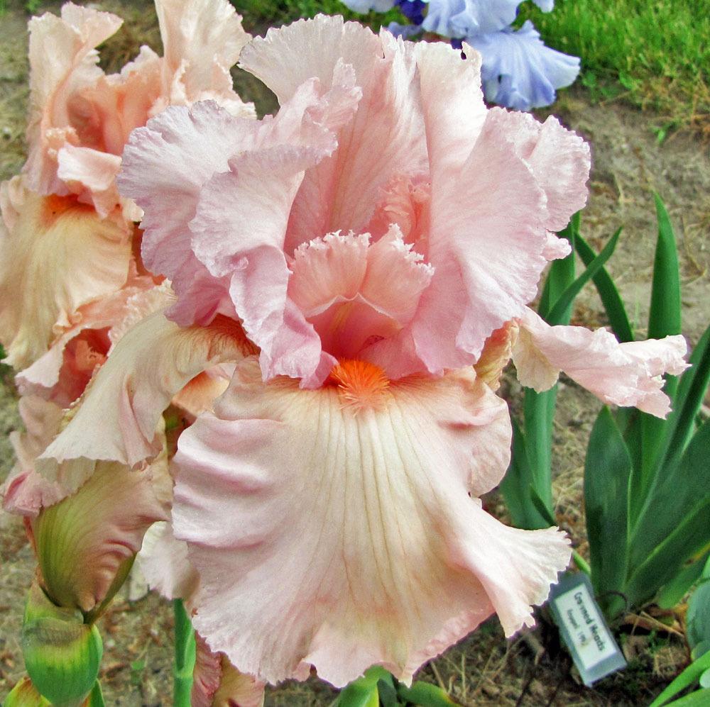 Photo of Tall Bearded Iris (Iris 'Presence') uploaded by TBGDN