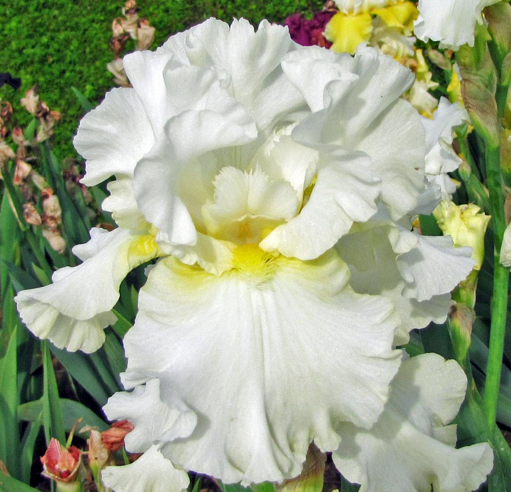 Photo of Tall Bearded Iris (Iris 'Elizabeth Poldark') uploaded by TBGDN