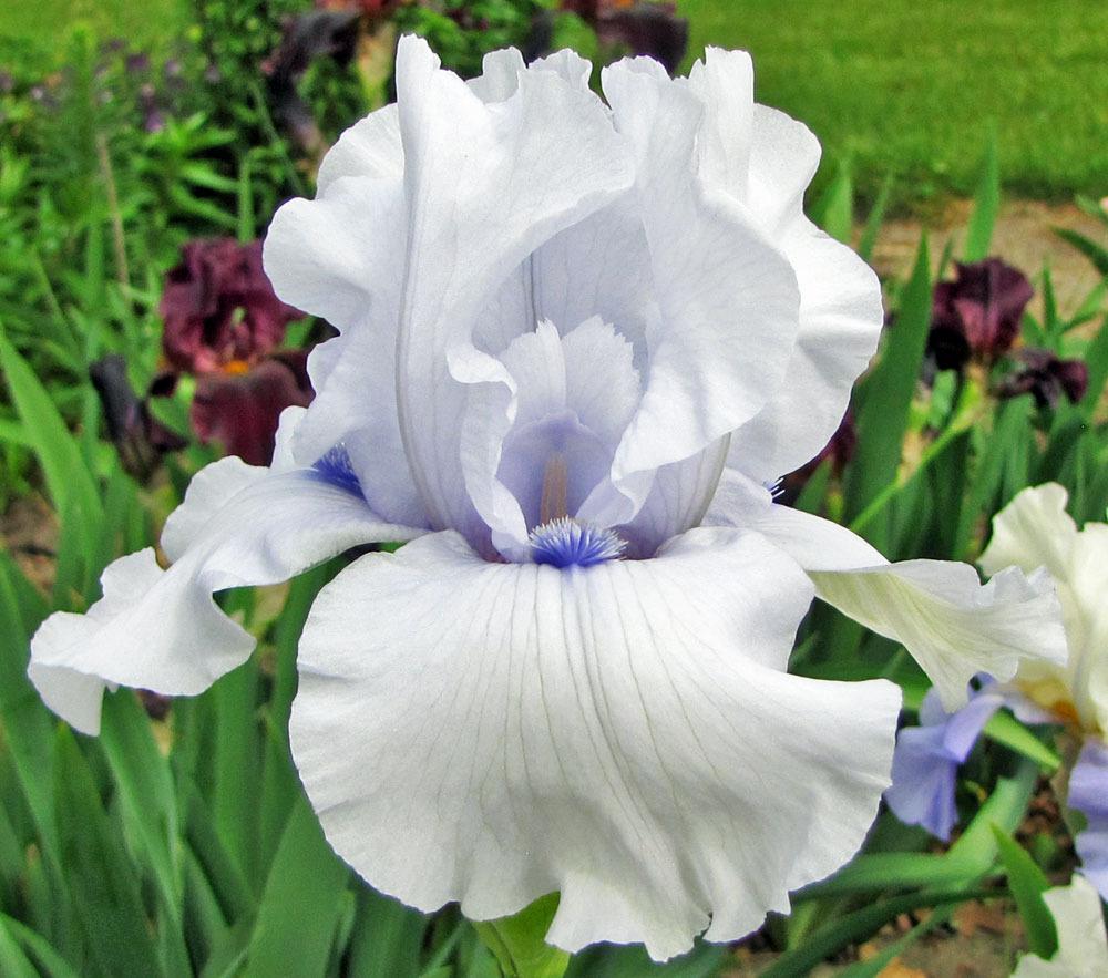 Photo of Tall Bearded Iris (Iris 'Song of Norway') uploaded by TBGDN