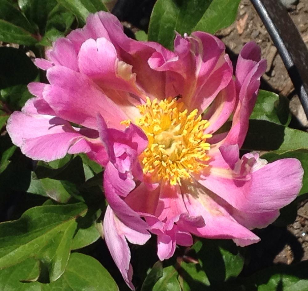 Photo of Peony (Paeonia lactiflora 'Pink Spritzer') uploaded by bxncbx