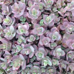 Location: Medina, TN
Date: 2015-05-30
This is the Spring coloring of Sedum 'Cherry Tart' here.