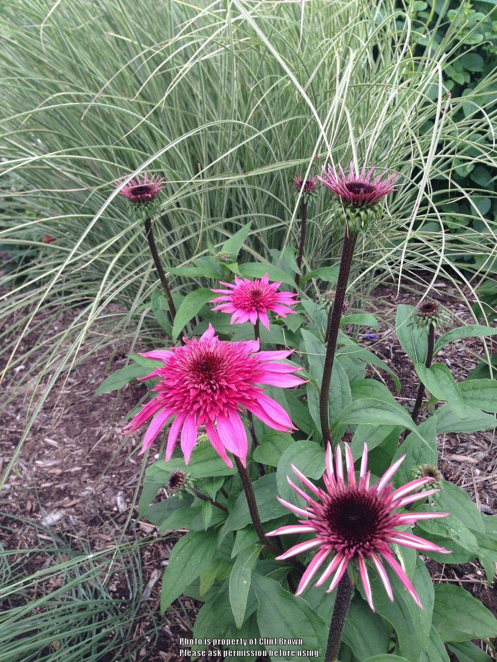 Photo of Coneflower (Echinacea Supreme™ Elegance) uploaded by clintbrown