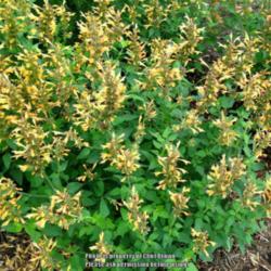 Location: Medina, TN
Date: 2015-05-30
Agastache 'Kudos Gold' in full bloom in May.