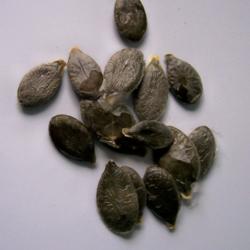 Location: Augusta GA
Date: 2015-05-30
Seeds have a thin soft skin, unlike the woody shell of most squas
