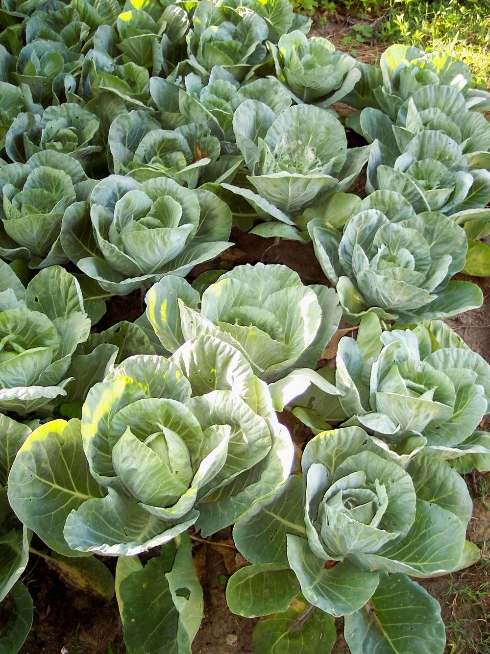 Photo of Cabbage (Brassica oleracea var. capitata 'Gregorian') uploaded by farmerdill
