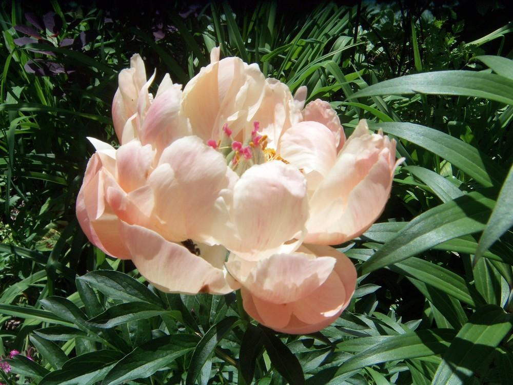 Photo of Garden Peony (Paeonia 'Coral Charm') uploaded by obliqua