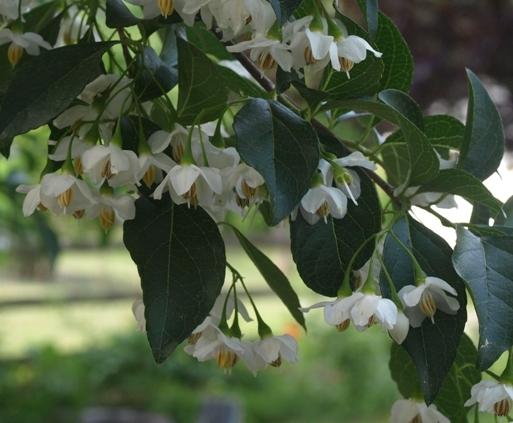Photo of Snowbell (Styrax japonicus) uploaded by plantrob