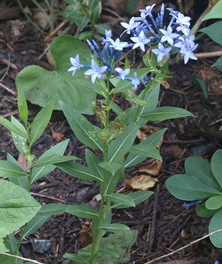 Photo of Blue Star (Amsonia 'Blue Ice') uploaded by plantrob