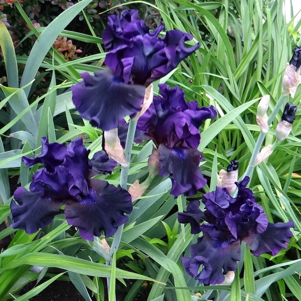 Photo of Tall Bearded Iris (Iris 'Coal Seams') uploaded by stilldew