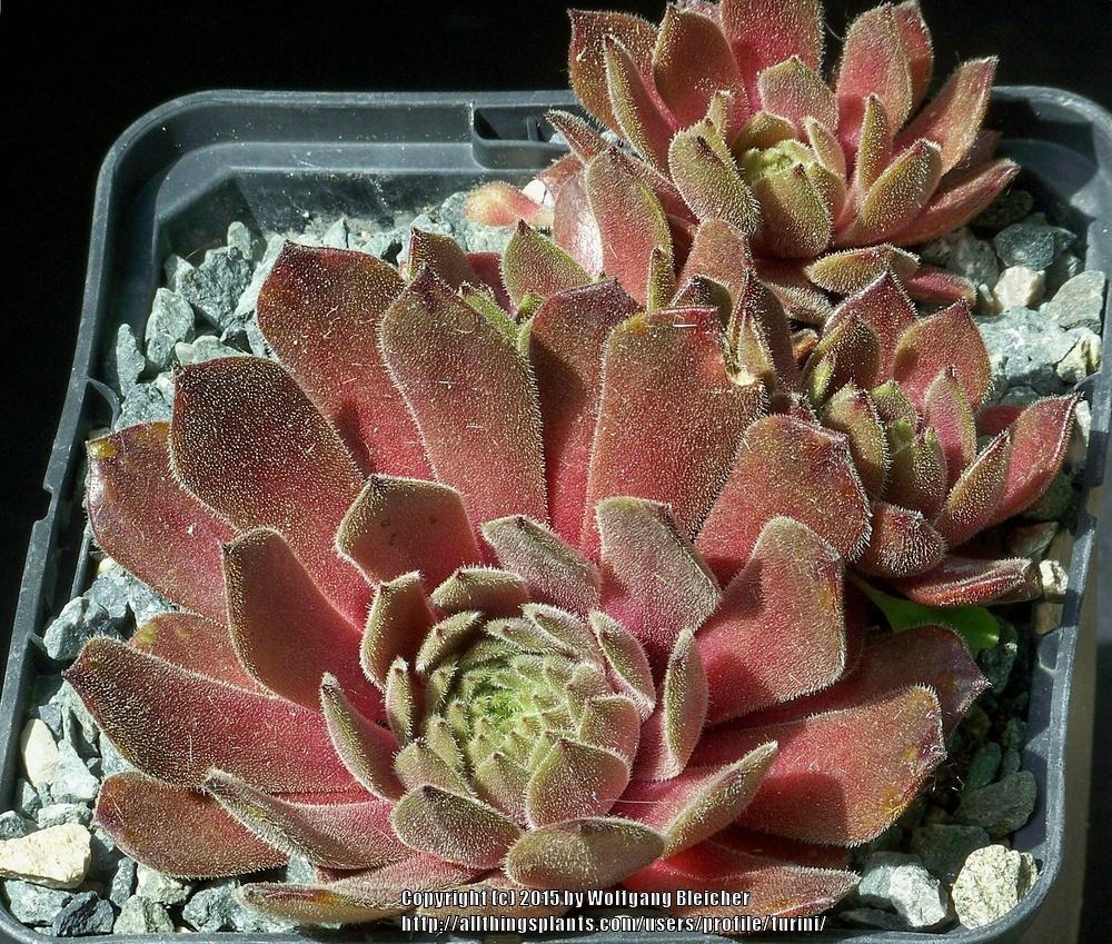 Photo of Hen and Chicks (Sempervivum 'Exorna') uploaded by turini