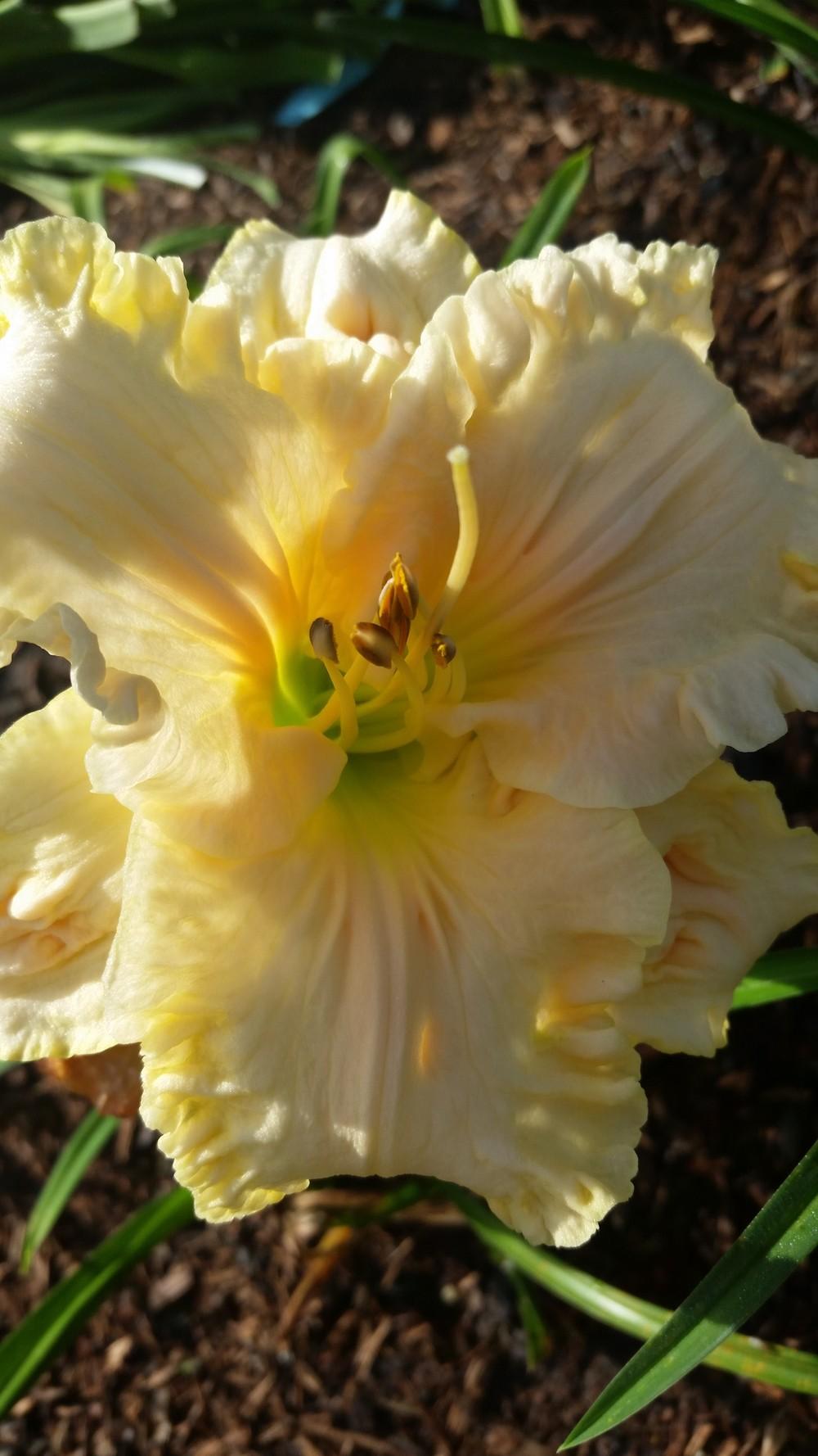 Photo of Daylily (Hemerocallis 'Angelic Grace') uploaded by value4dollars