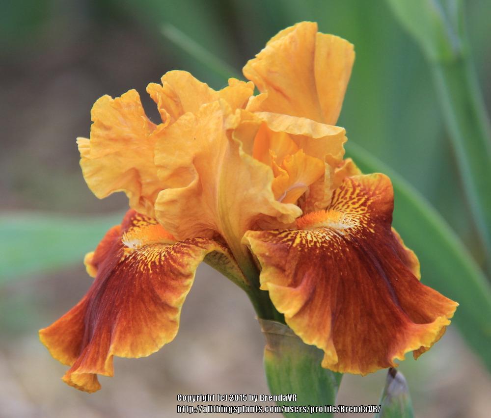 Photo of Border Bearded Iris (Iris 'Rustler's Rhapsody') uploaded by BrendaVR