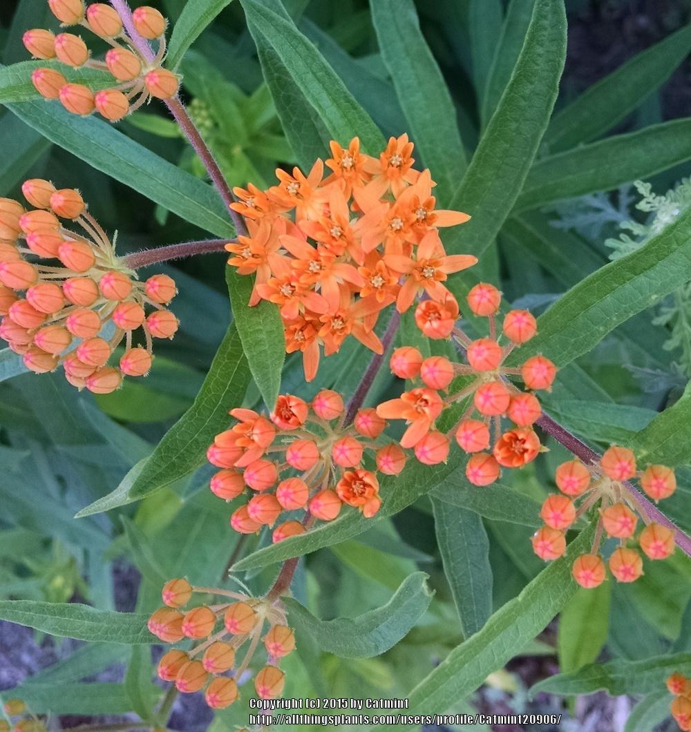 Photo of Butterfly Milkweed (Asclepias tuberosa) uploaded by Catmint20906