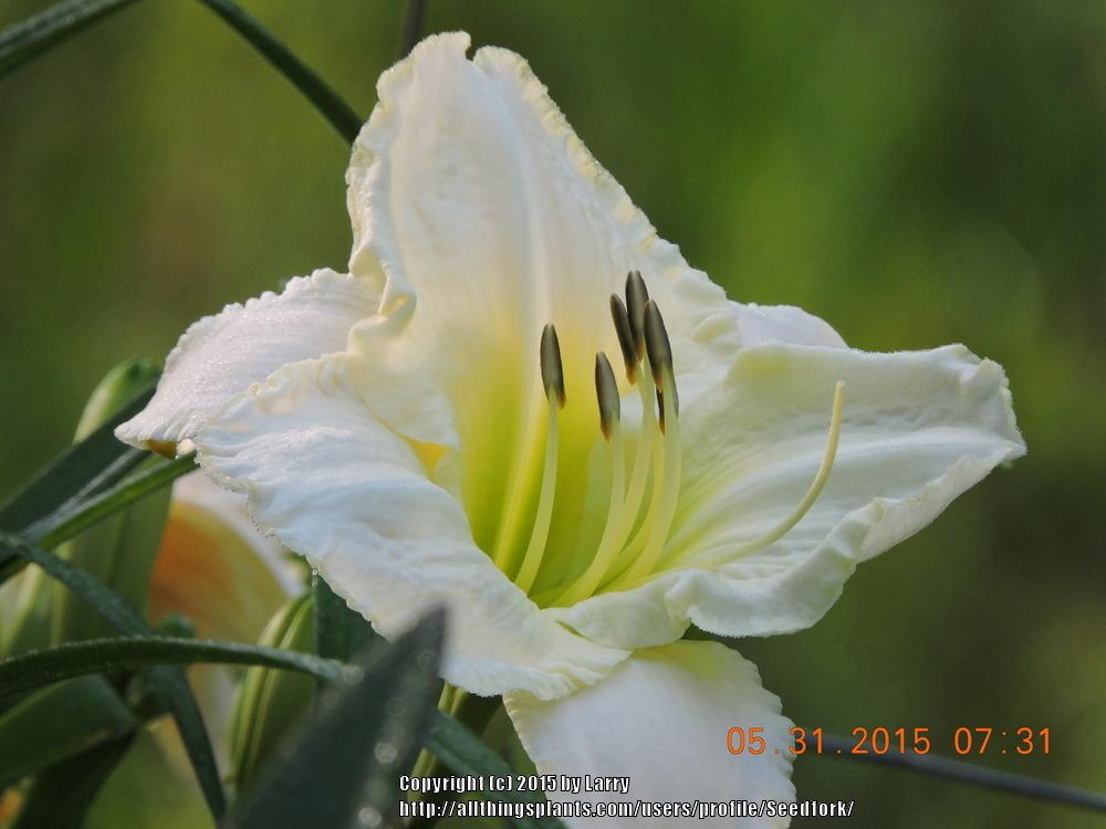 Photo of Daylily (Hemerocallis 'Lime Frost') uploaded by Seedfork