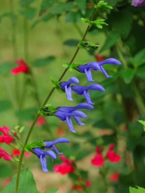 Photo of Salvia (Salvia coerulea 'Blue Ensign') uploaded by Sheridragonfly