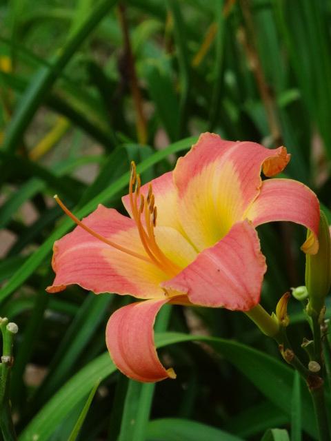 Photo of Daylilies (Hemerocallis) uploaded by Sheridragonfly