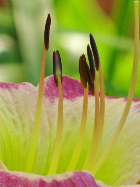 Photo of Daylily (Hemerocallis 'Malaysian Monarch') uploaded by Sheridragonfly
