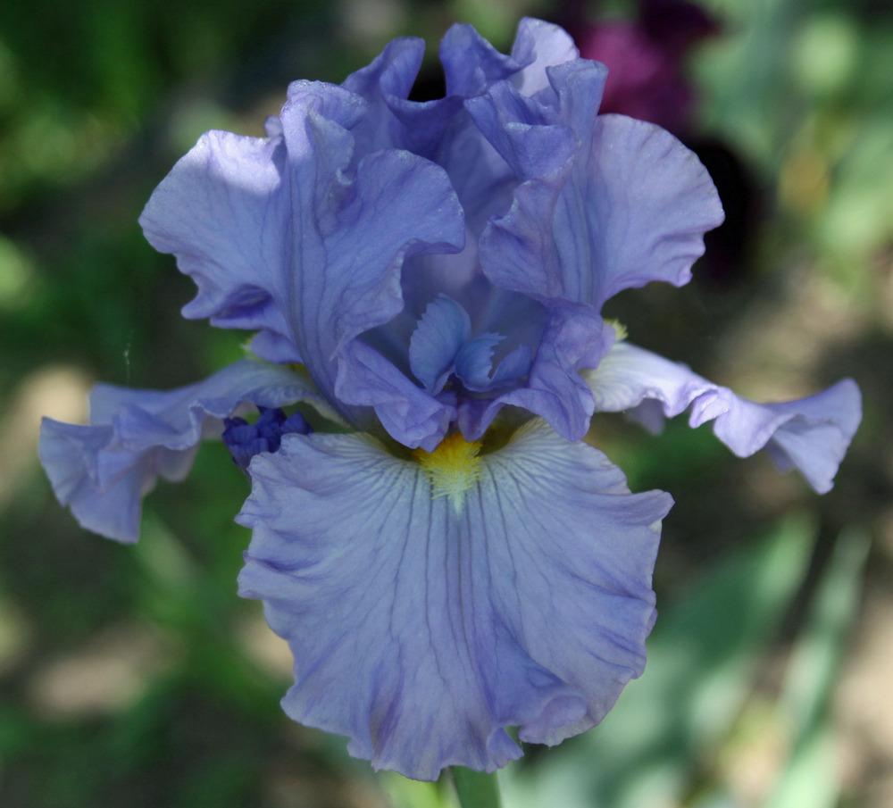 Photo of Tall Bearded Iris (Iris 'Sky and Sun') uploaded by Snork
