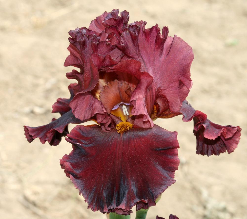 Photo of Tall Bearded Iris (Iris 'Iconic') uploaded by Snork