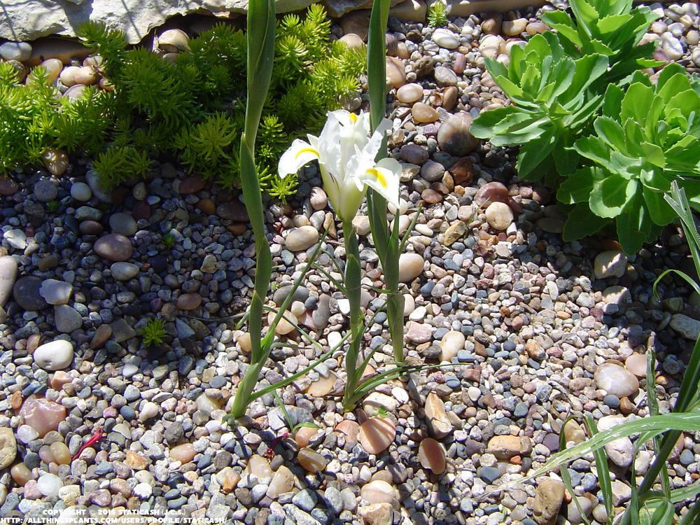 Photo of Dutch Iris (Iris x hollandica) uploaded by StaticAsh
