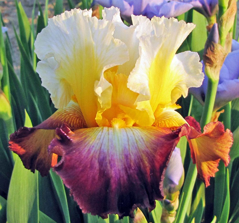 Photo of Tall Bearded Iris (Iris 'Starship Enterprise') uploaded by TBGDN