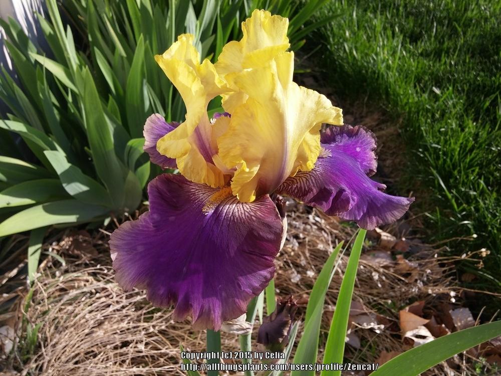 Photo of Tall Bearded Iris (Iris 'Jurassic Park') uploaded by Zencat