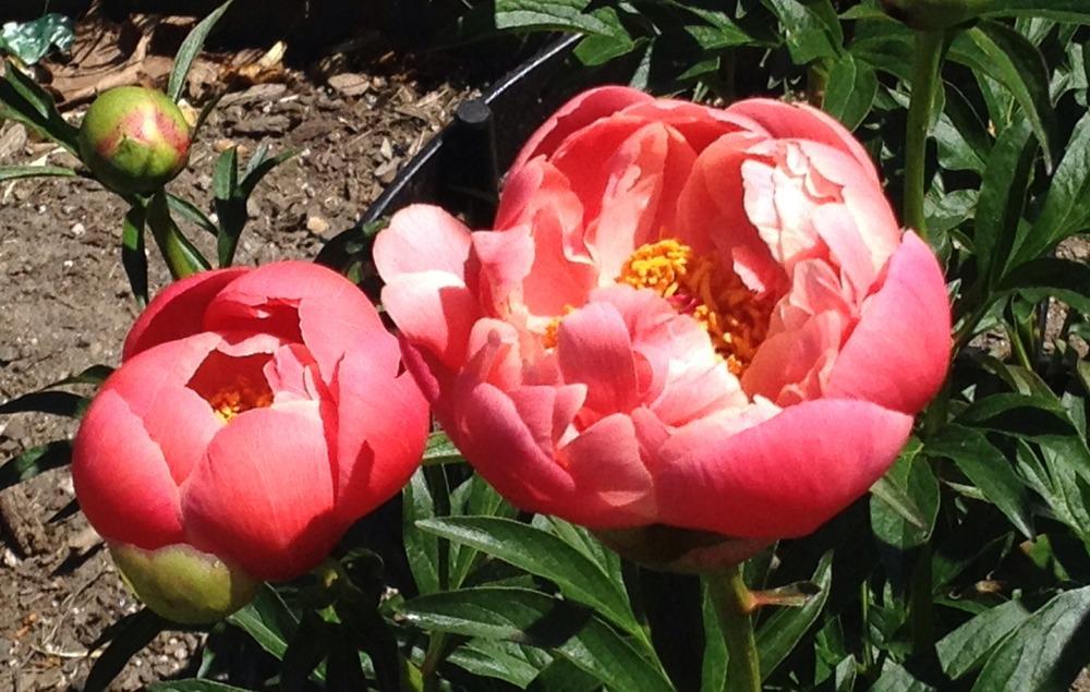 Photo of Garden Peony (Paeonia 'Coral Charm') uploaded by bxncbx