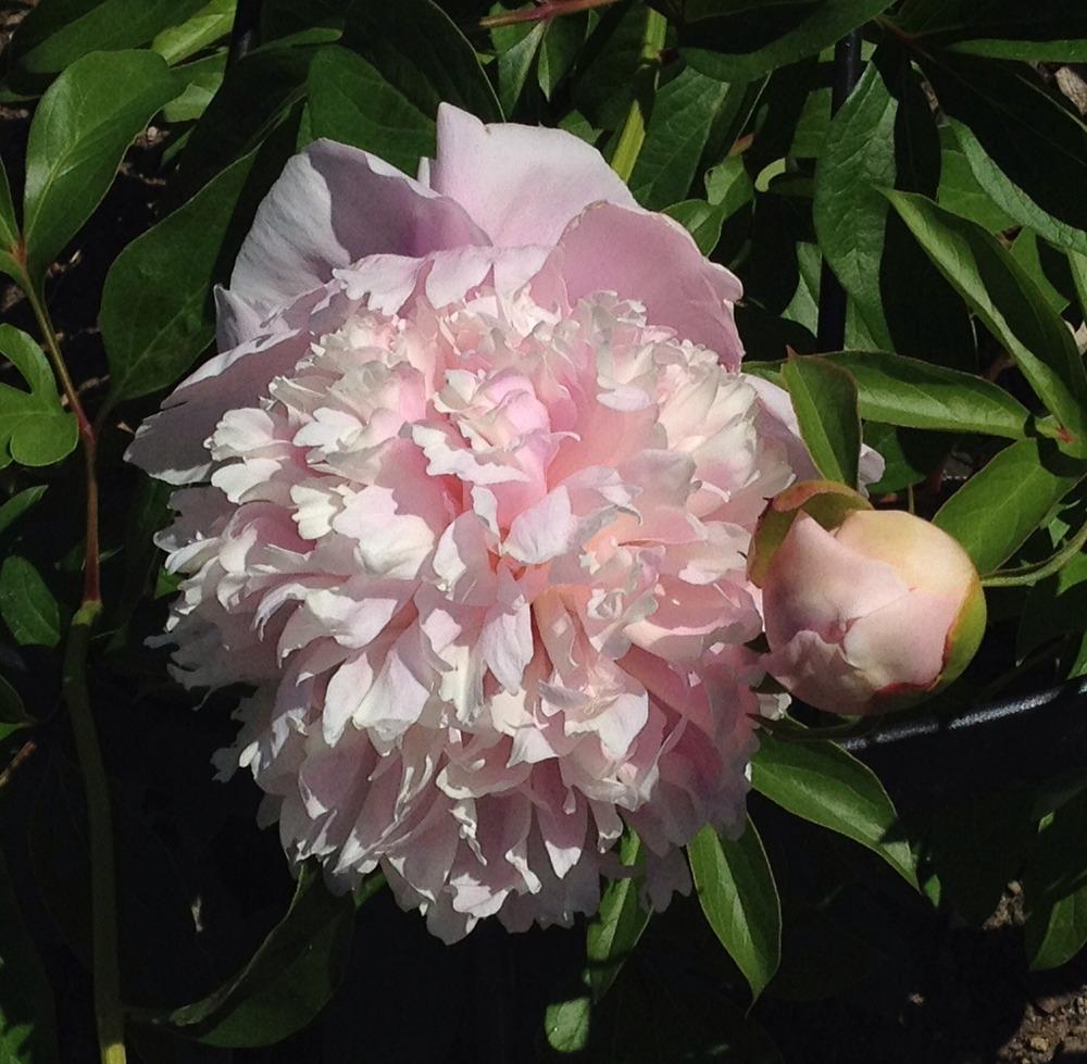Photo of Peony (Paeonia lactiflora 'Angel Cheeks') uploaded by bxncbx