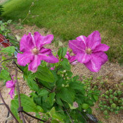 Location: Clinton, Michigan 49236
Date: 2015-05-31
"Clematis 'Sprinkles', 2015, Queen of the Vines [Clematis], KLEM-
