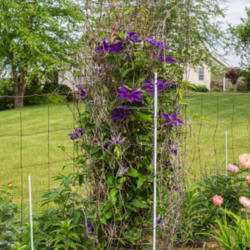 Location: Clinton, Michigan 49236
Date: 2015-05-31
"Clematis 'The President', 2015, Queen of the Vines [Clematis], K