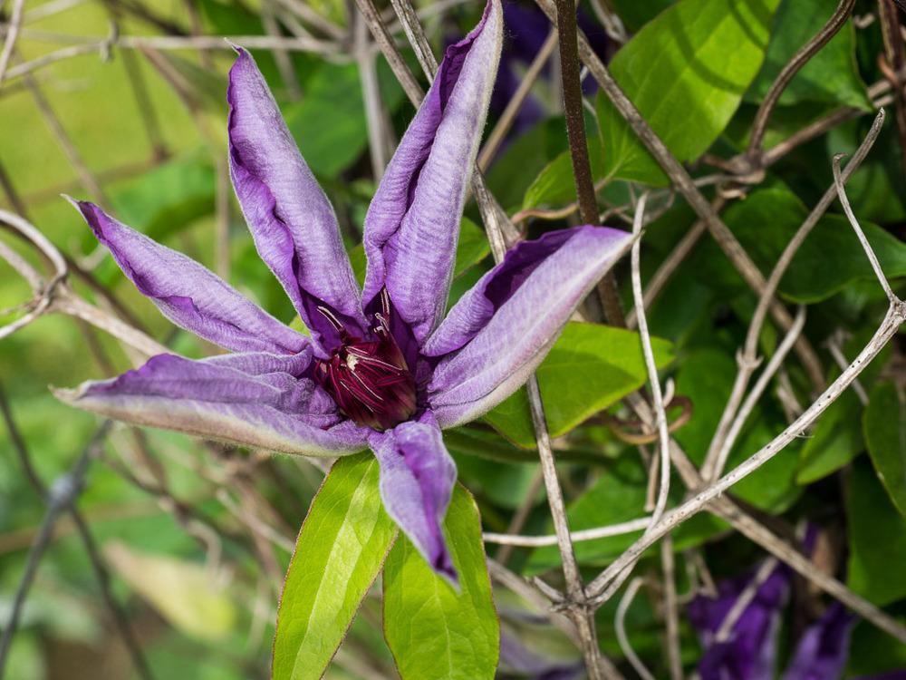 Photo of Clematis 'The President' uploaded by frankrichards16