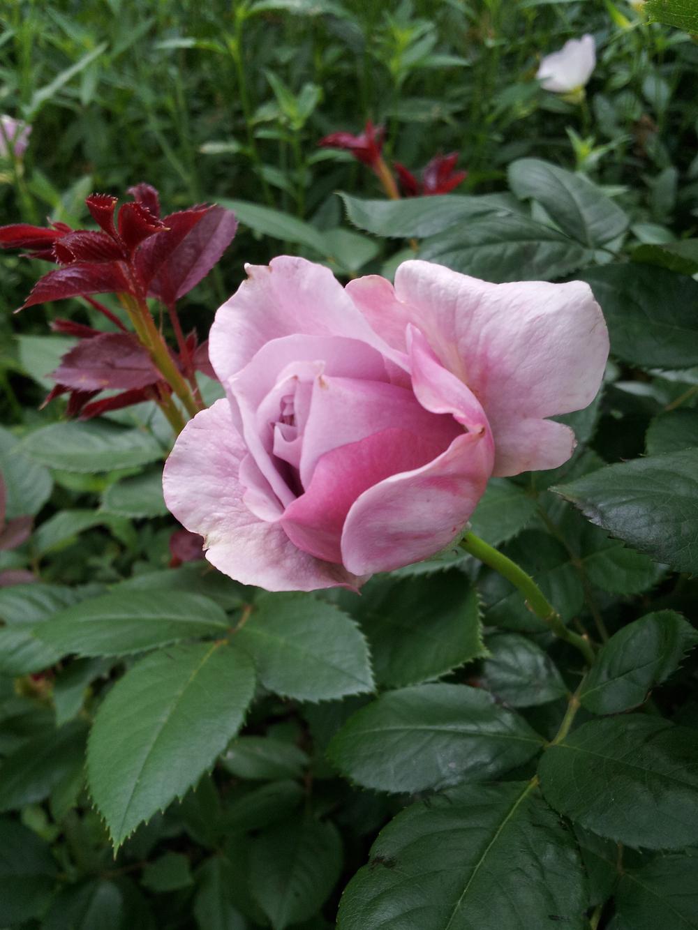 Photo of Rose (Rosa 'Novalis') uploaded by gemini_sage