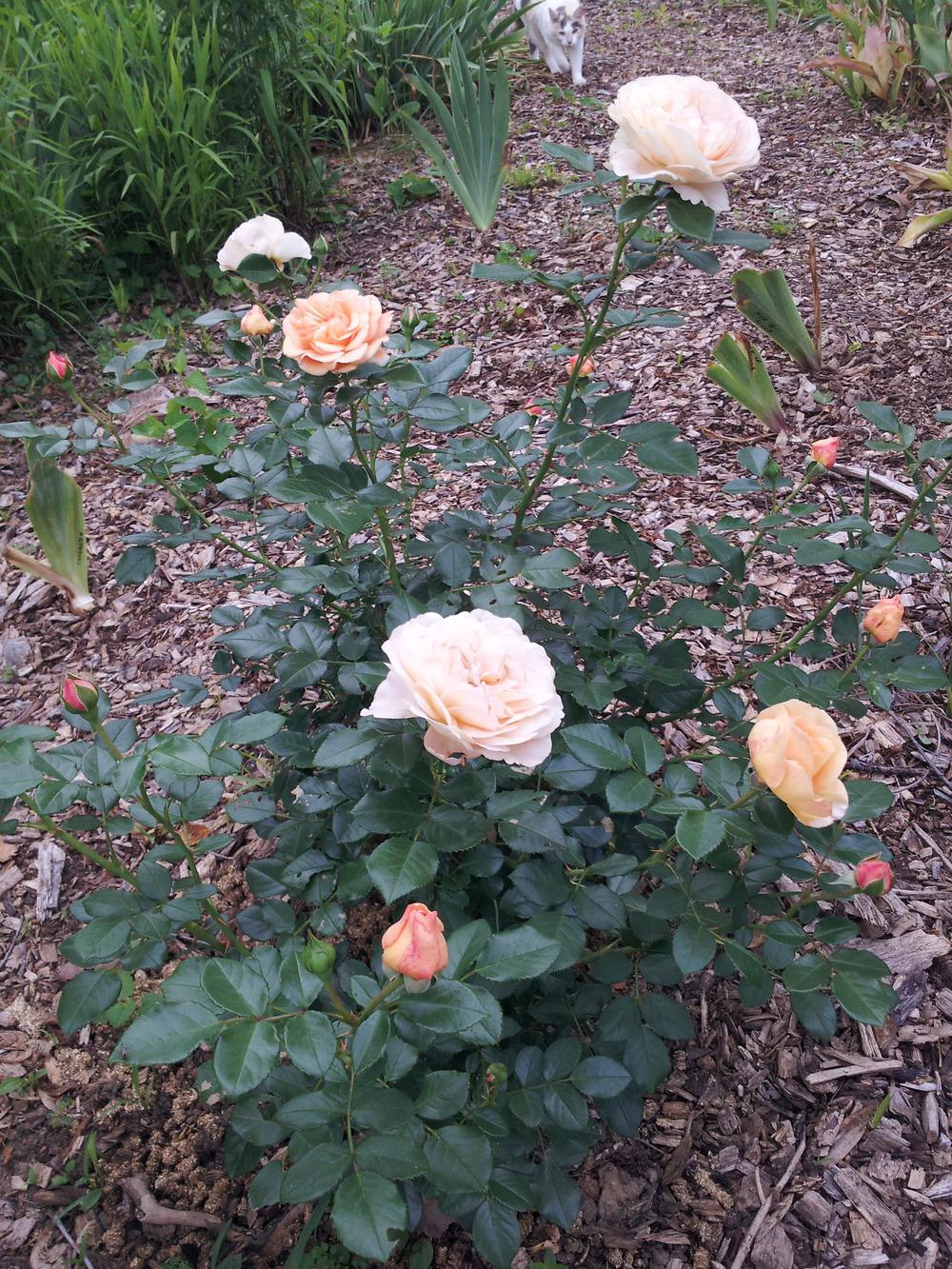 Photo of Rose (Rosa 'Sangerhauser Jubilaumsrose') uploaded by gemini_sage