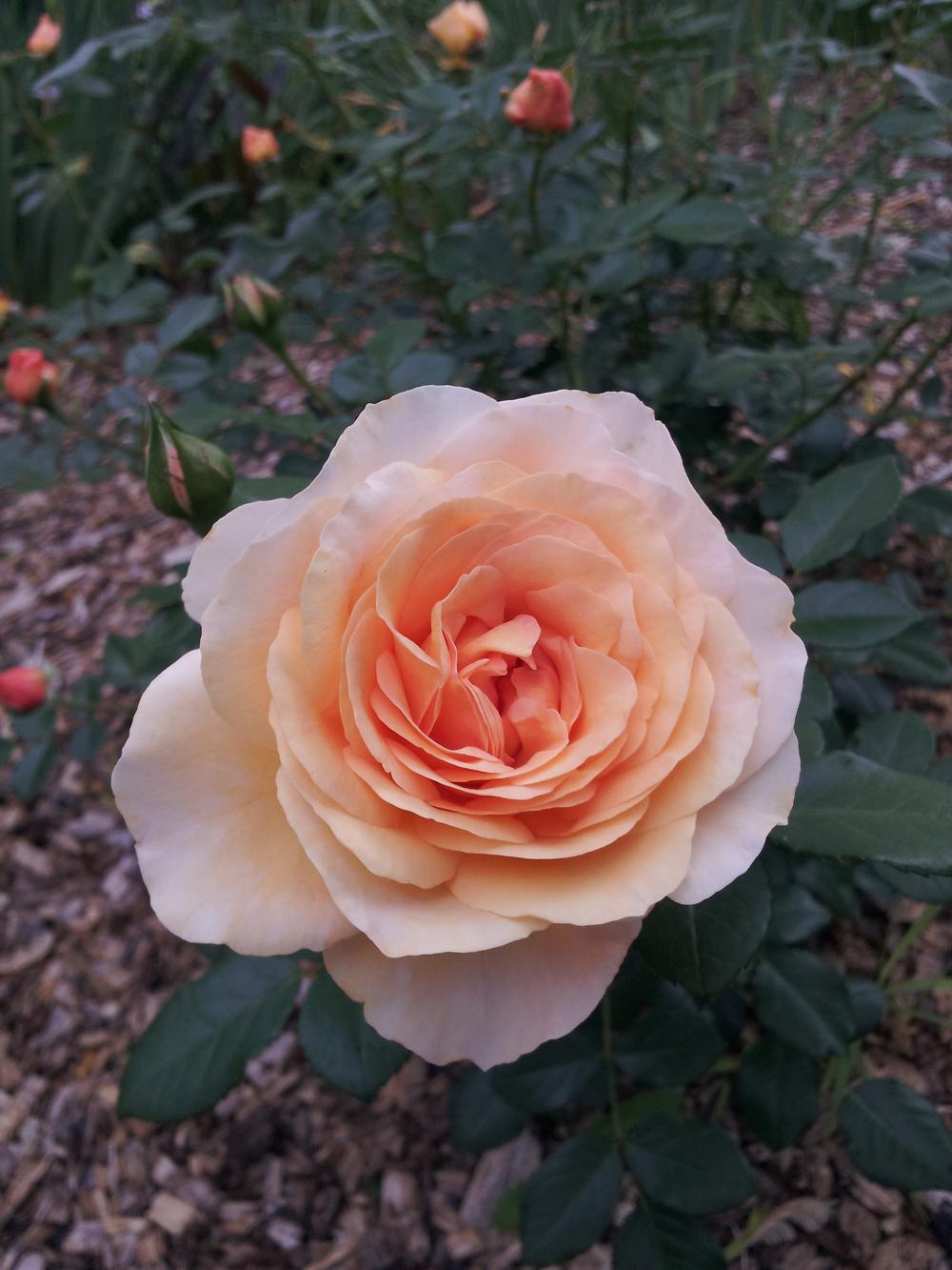 Photo of Rose (Rosa 'Sangerhauser Jubilaumsrose') uploaded by gemini_sage