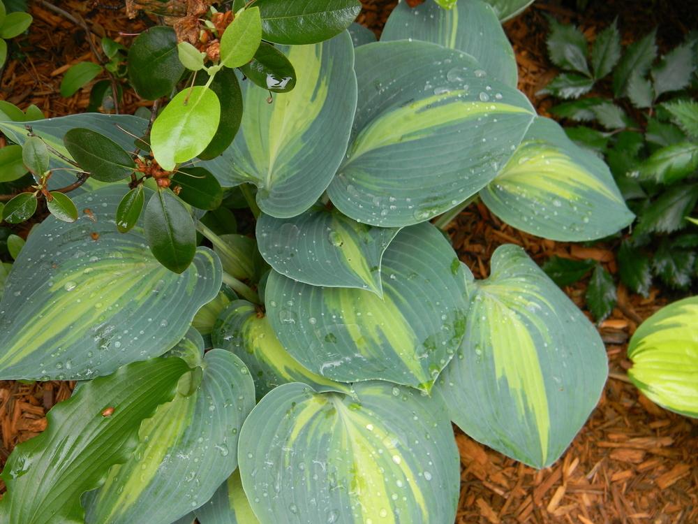 Photo of Hosta 'Touch of Class' uploaded by mattsmom